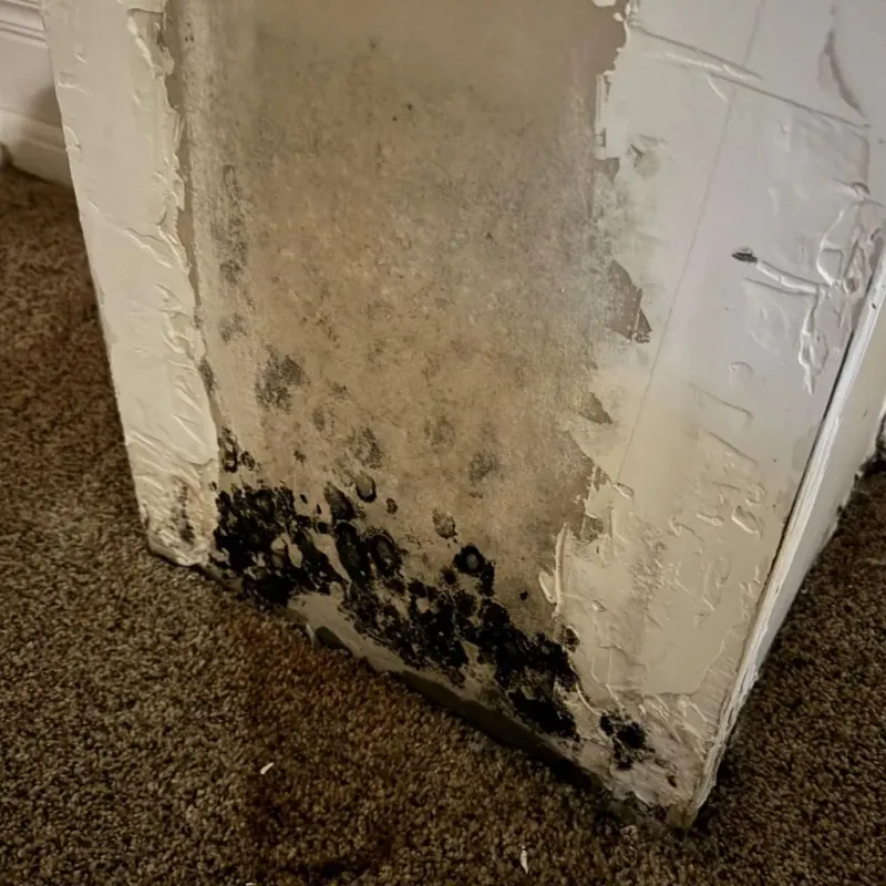 Professional Mold Removal in Carson City, NV